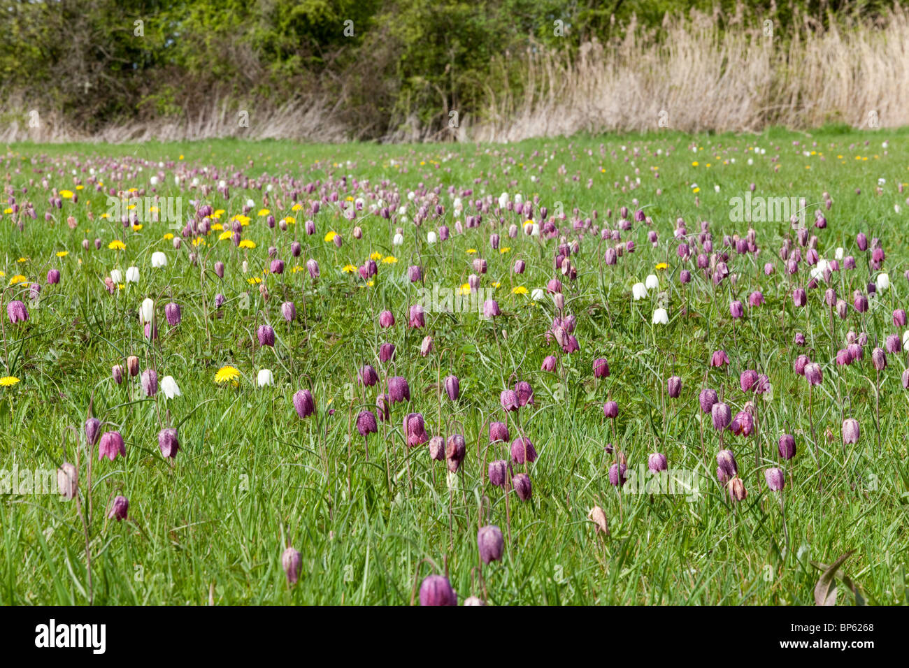 Snakes Head Fritillaries at North Meadow, Cricklade National Nature Reserve, Cricklade, Wiltshire Stock Photo