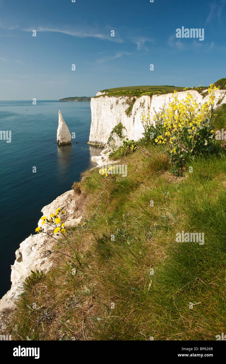 Sea Cabbage on the tops of the chalk cliffs by Old Harry near Poole on the Dorset coast, Uk Stock Photo