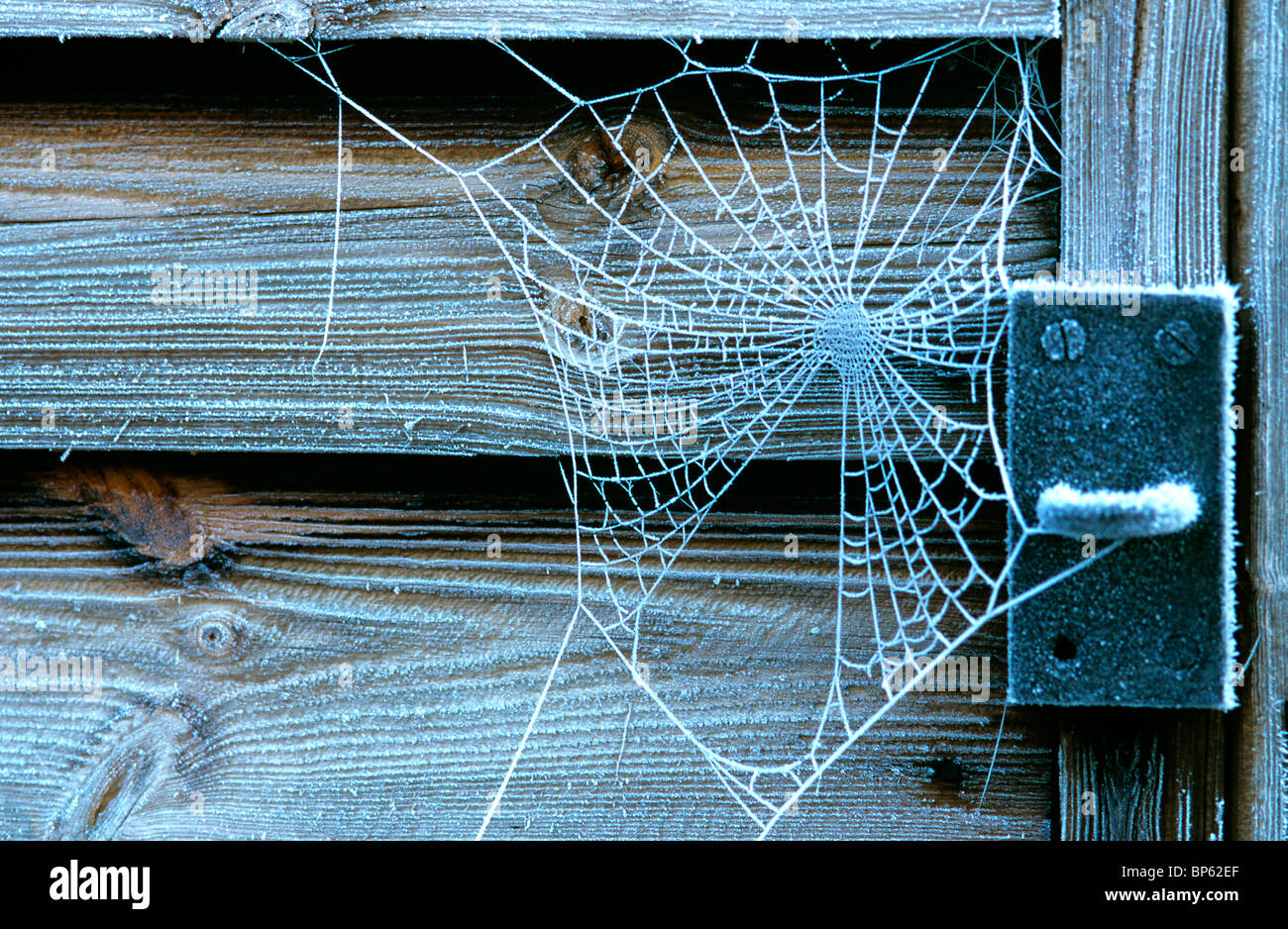 Frosty spiders webs hi-res stock photography and images - Alamy