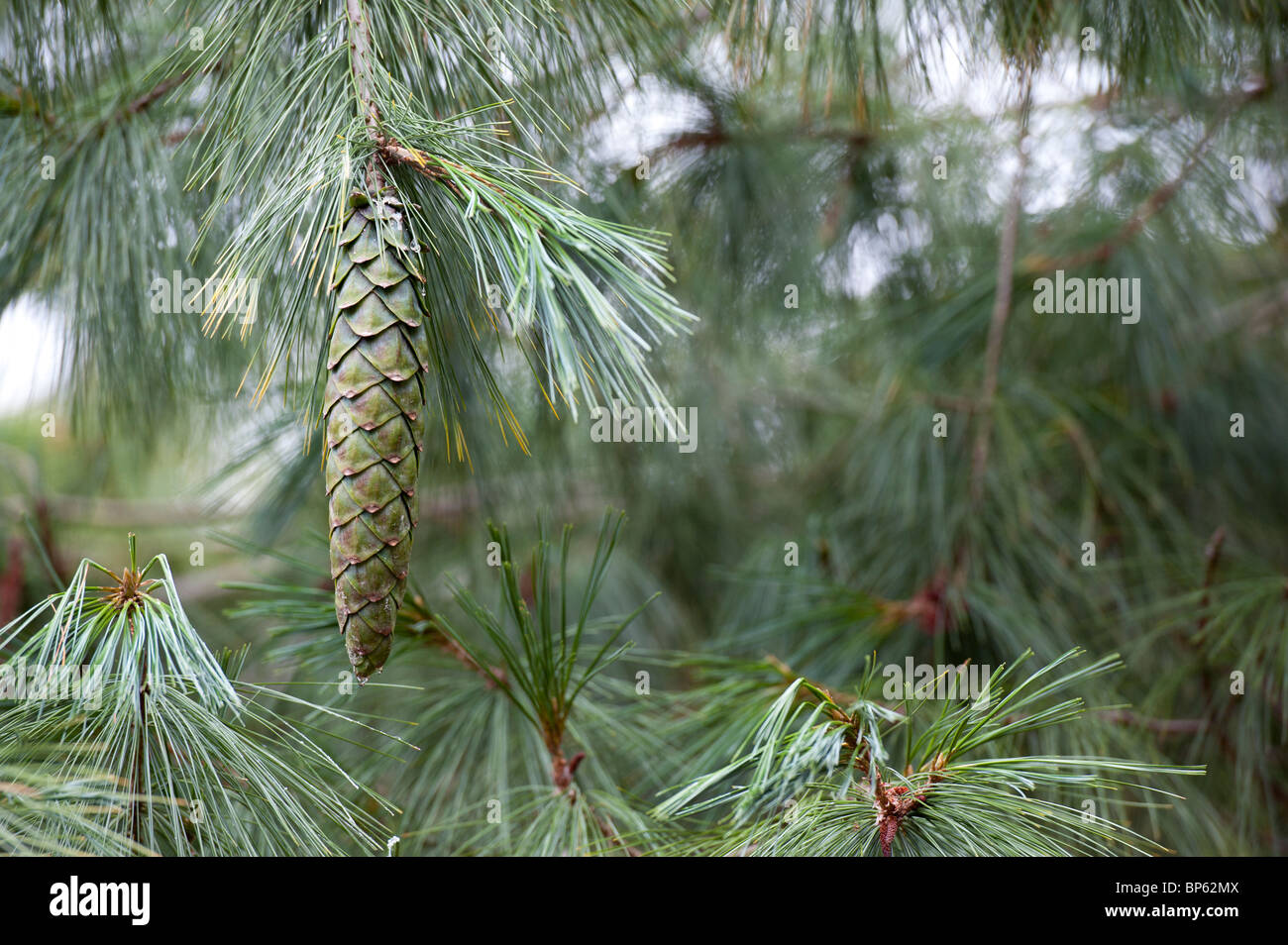 Pinus x holfordiana. Holford Pine cone Stock Photo