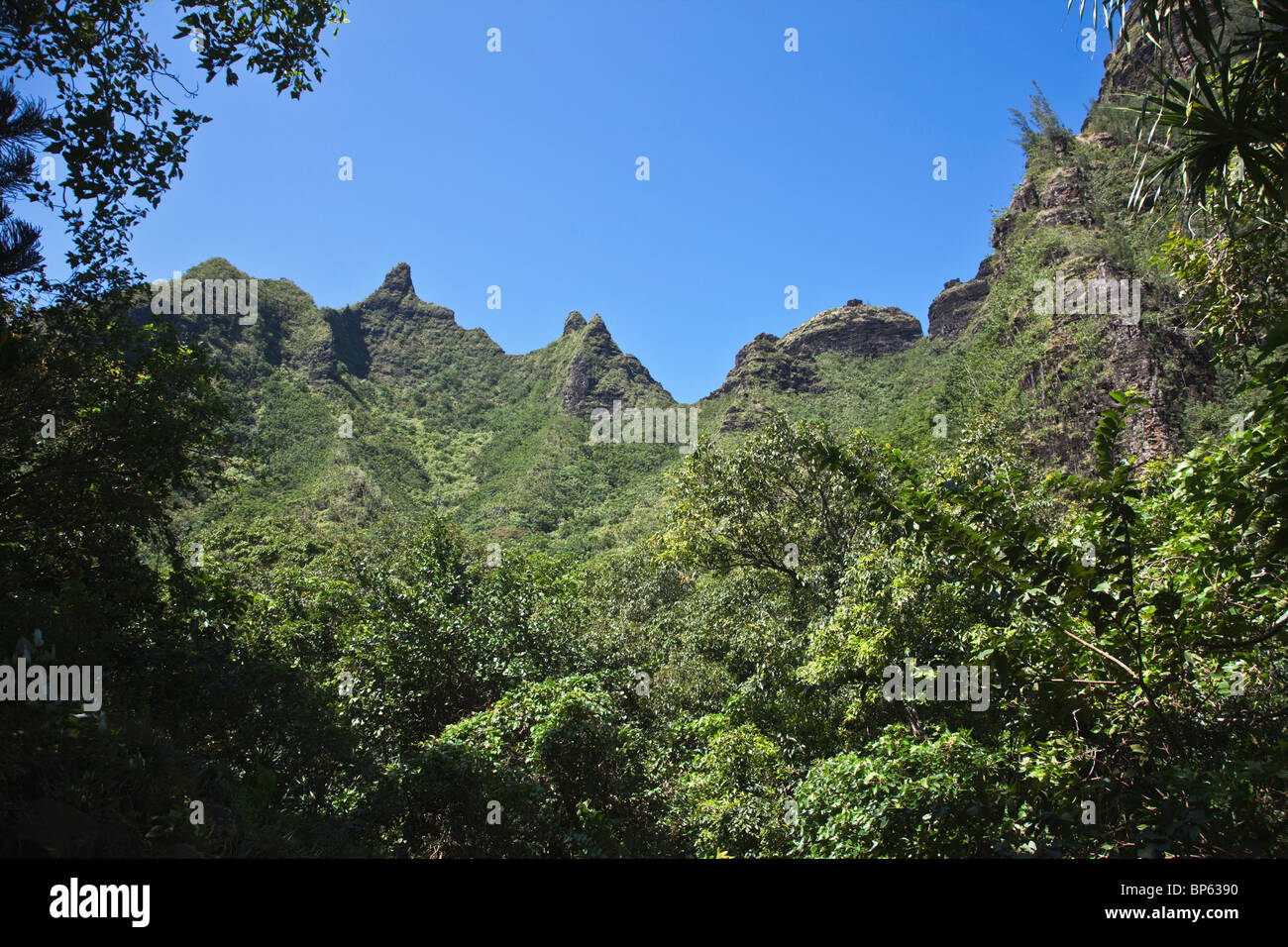 Hawaii jungle hi-res stock photography and images - Alamy