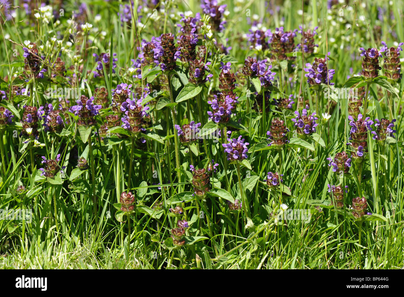 Self-heal (Prunella vulgaris) plants flowering in rough cut garden lawn Stock Photo