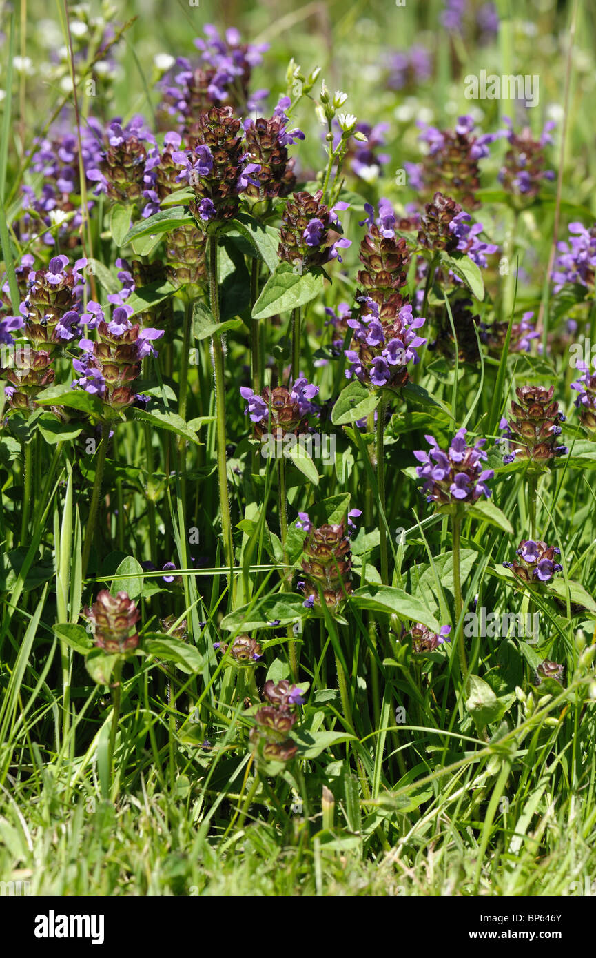 Self-heal (Prunella vulgaris) plants flowering in rough cut garden lawn Stock Photo