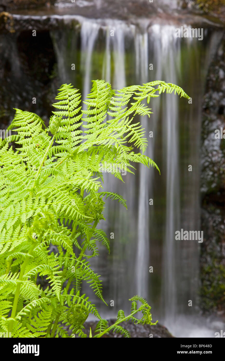 Portland, Oregon, United States Of America; A Fern And Waterfall In Crystal Springs Rhododendron Gardens Stock Photo