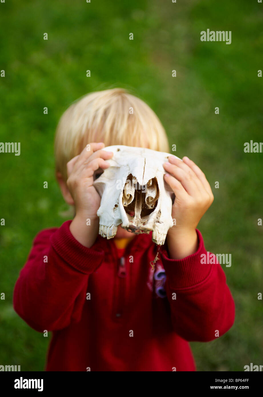 LIttle blond boy playing with sheep skull Stock Photo Alamy