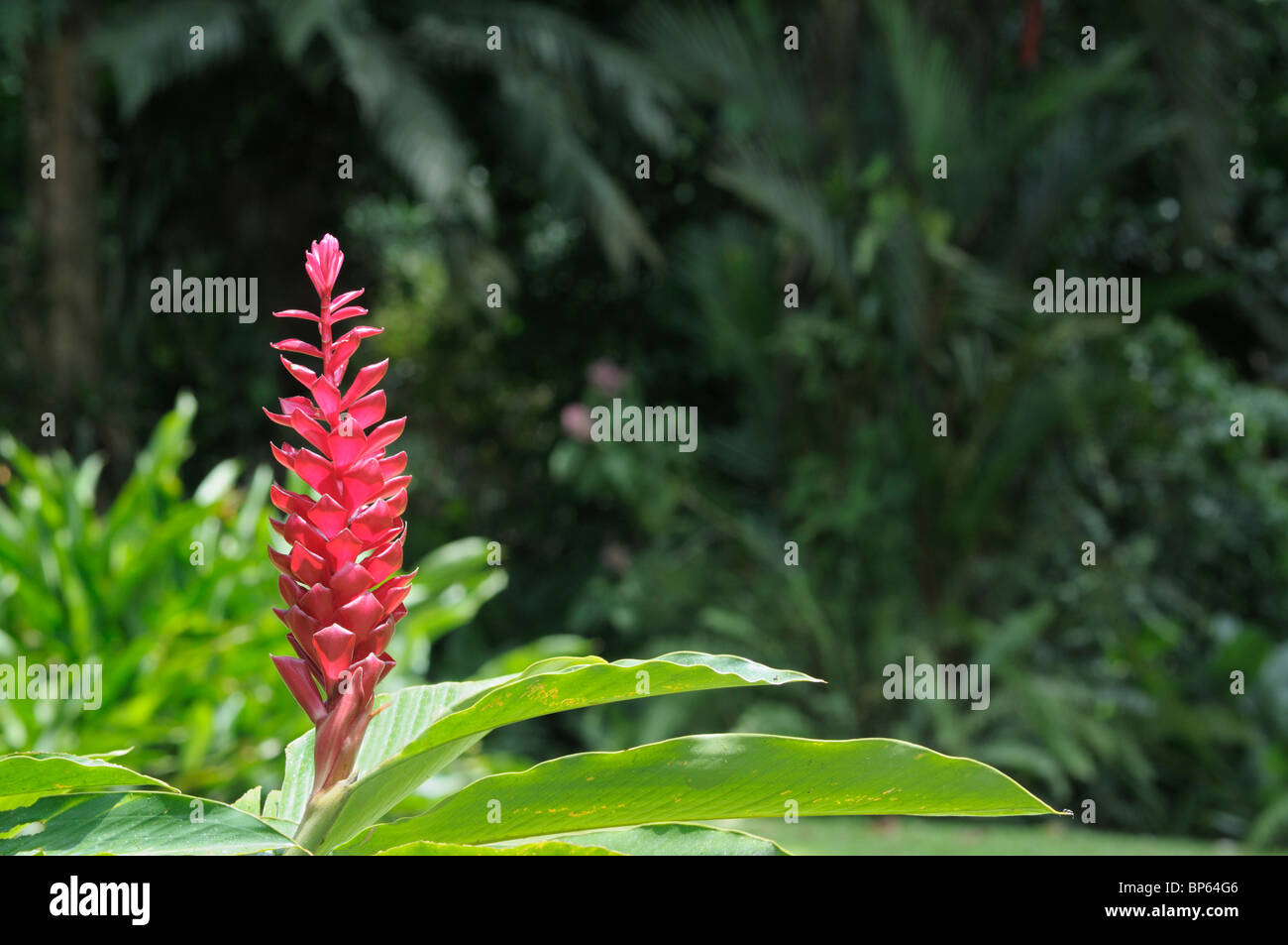 Red ginger, Alpinia purpurata, flower, Costa Rica. Stock Photo