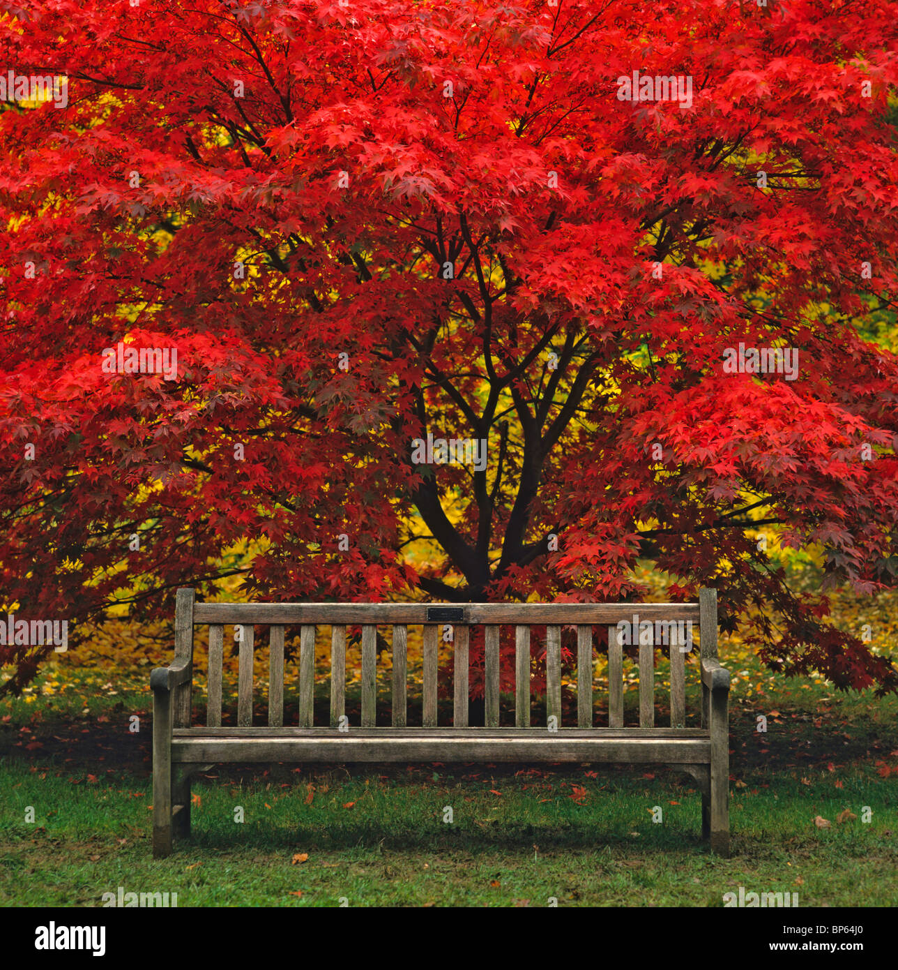 Wonderful Autumn colours at Westonbirt Arboretum near Tetbury in the