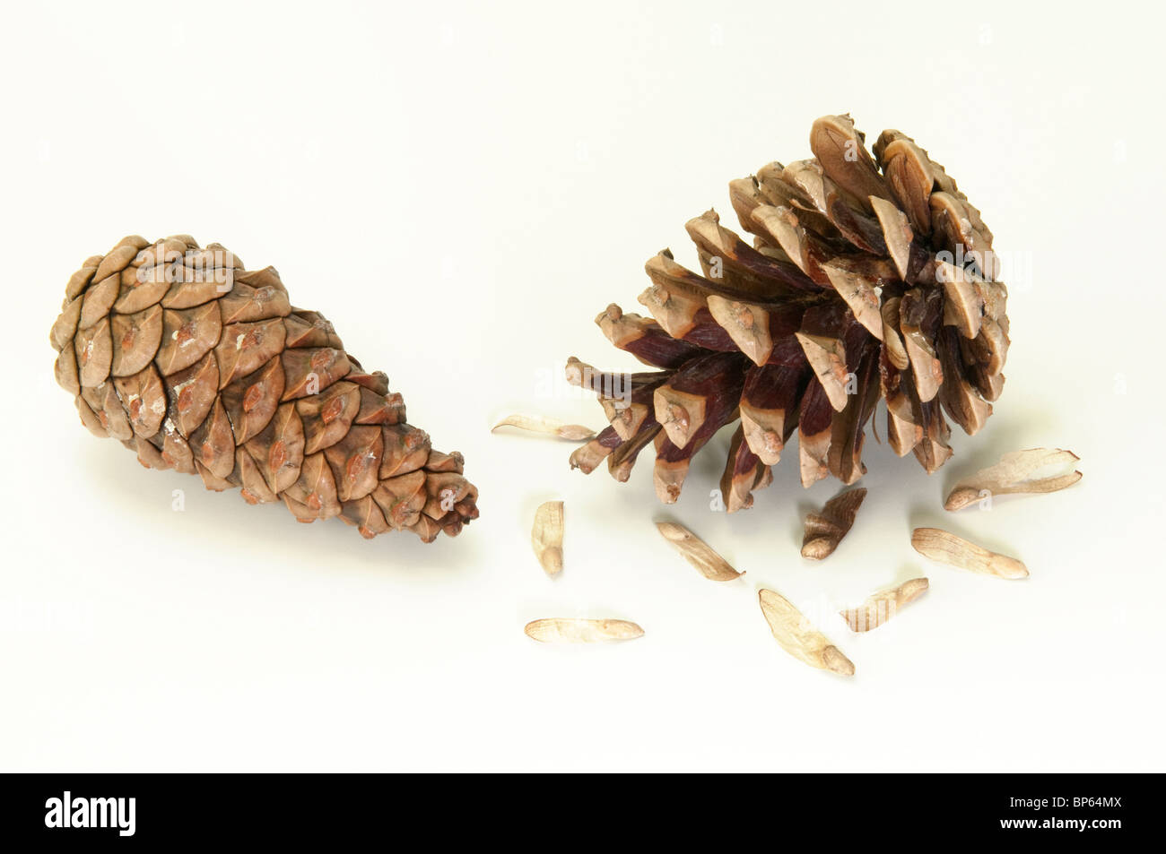 Austrian Pine, Black Pine, Corsican Pine (Pinus nigra). Two cones: A dry one with open scales and a moist one with closed ones. Stock Photo