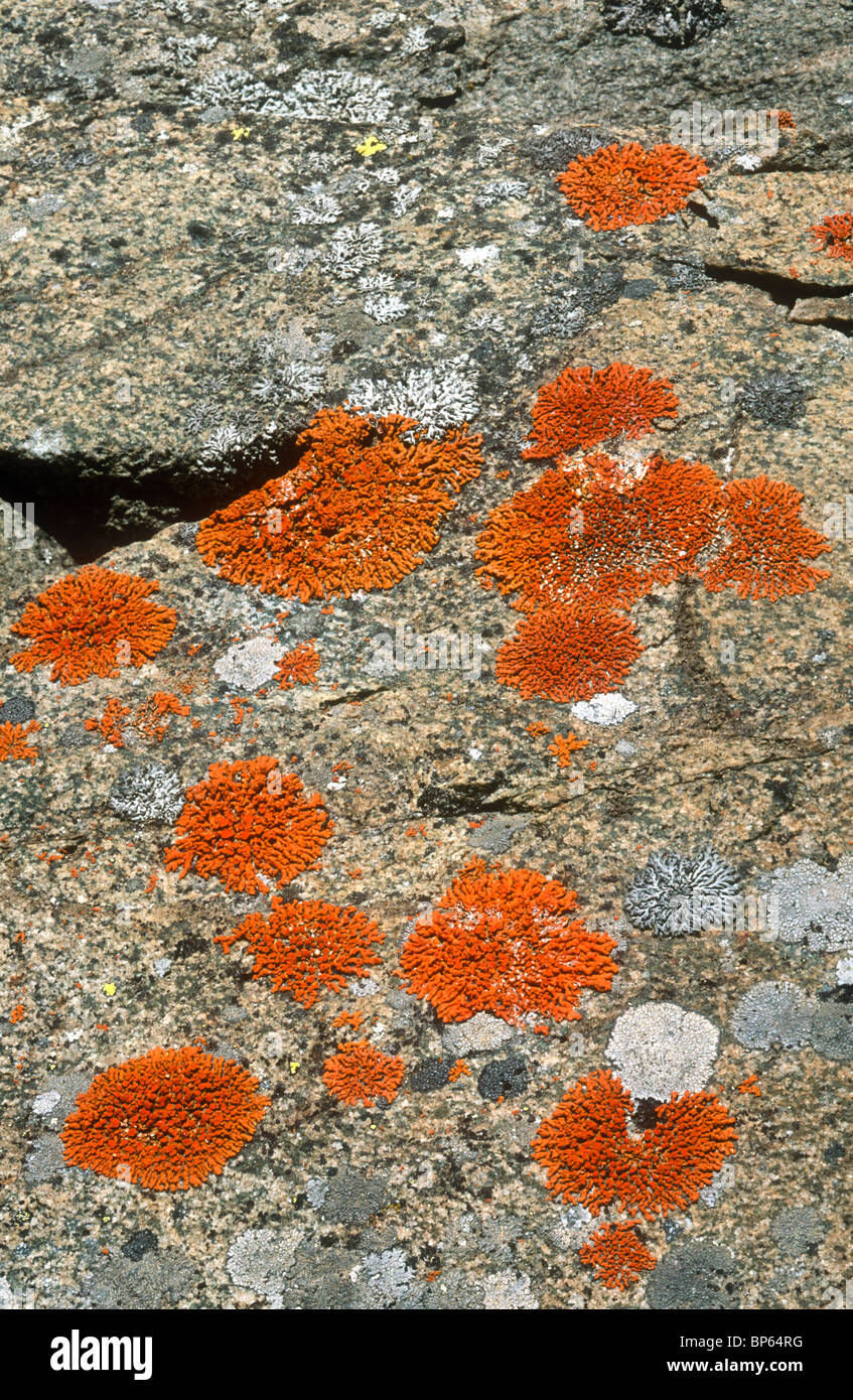 Crustose lichen, Xanthoria elegans, Val di Rhemes, Italy Stock Photo