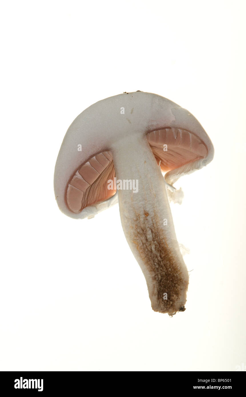 Organic field or meadow mushrooms (Agaricus campestris) as cut-outs cut outs Stock Photo