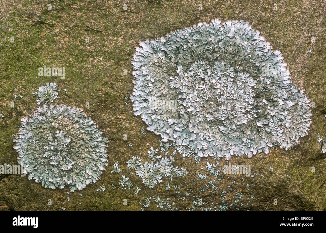 Lichen, Parmelia sulcata, Derbyshire Stock Photo