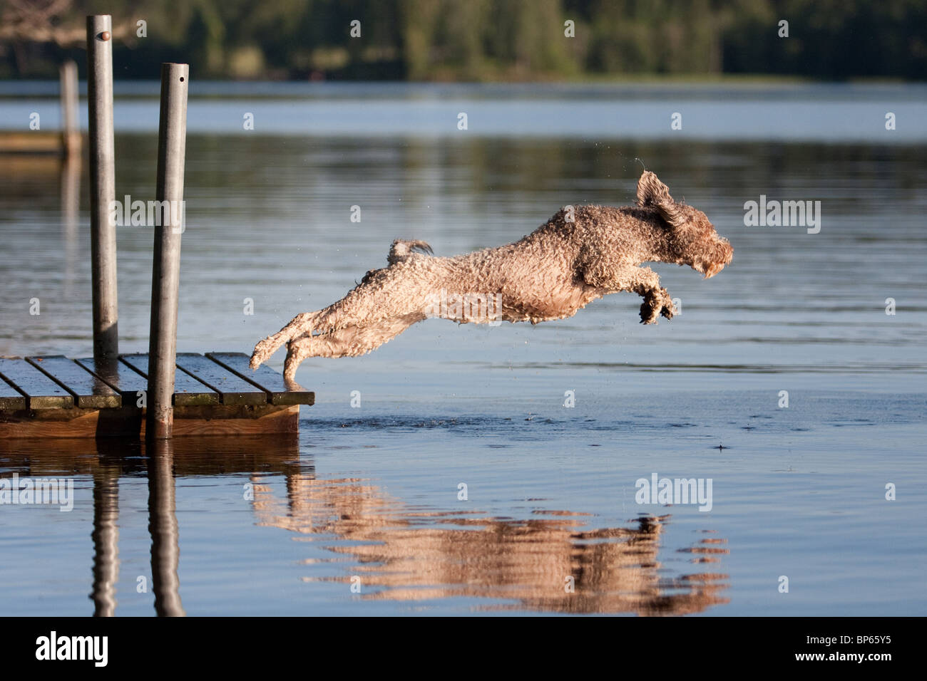spanish waterdog jump to the lake from pier Stock Photo