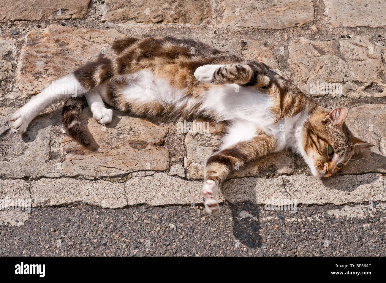 Tabby cat lying on cobbles in sun - France. Stock Photo