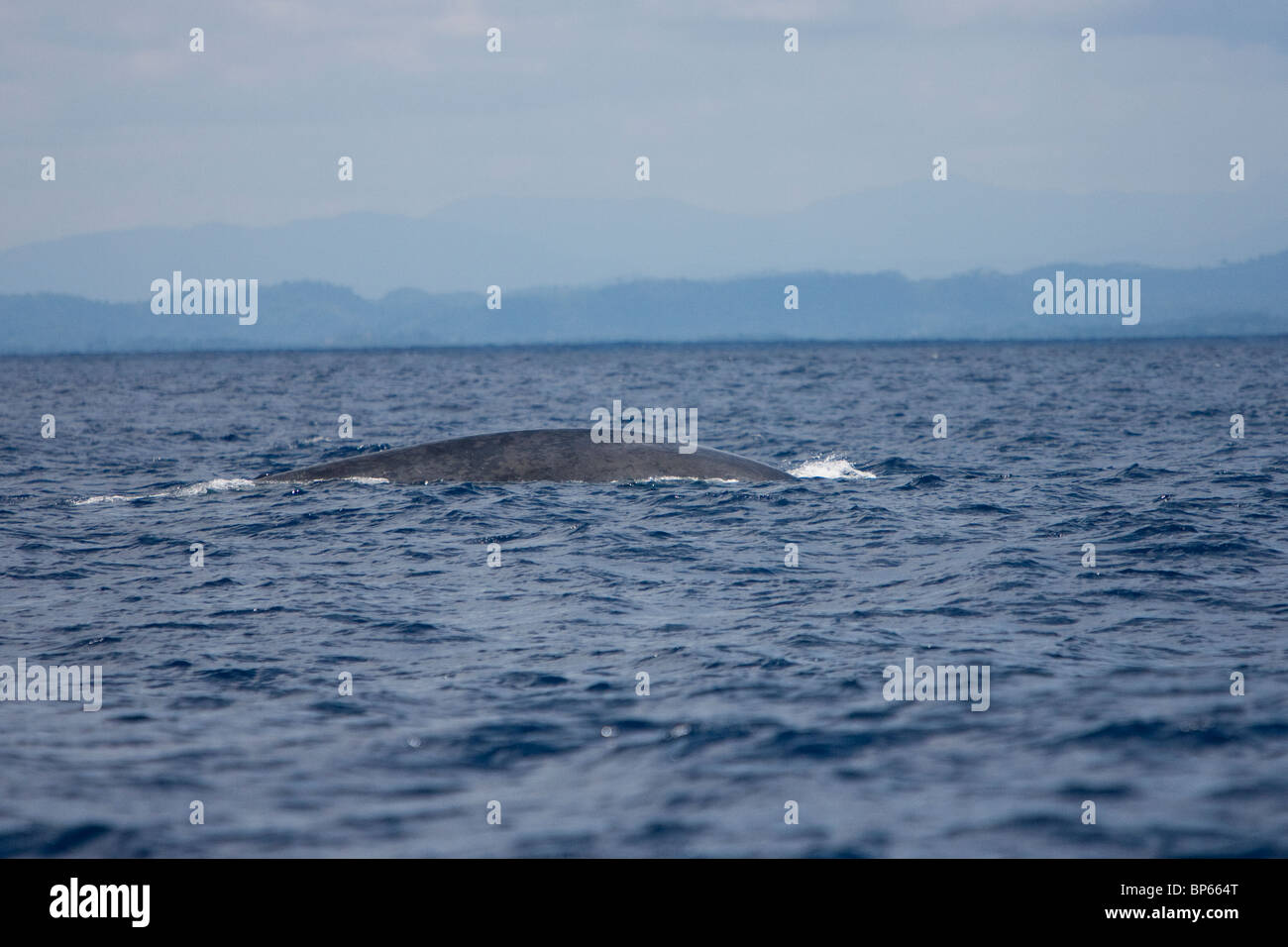 Blue Whale, Pygmy Blue Whale, Balaenoptera musculus brevicauda, Blauwal, Sri Lanka, Dondra Head, back with dorsal fin Stock Photo