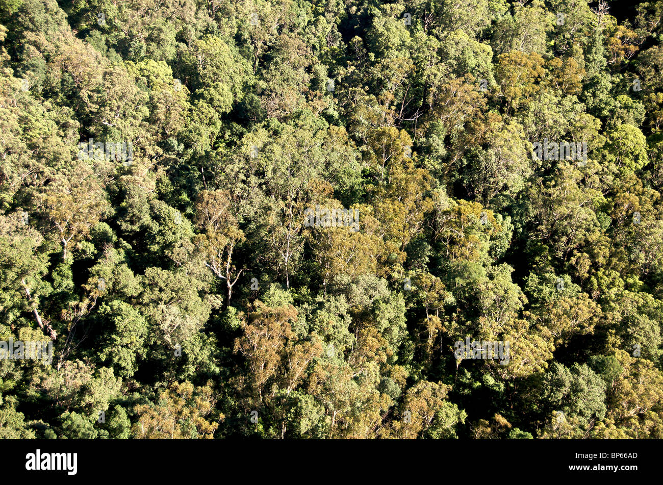 Aerial view Eucalyptus forest Blue Mountains NSW Australia Stock Photo