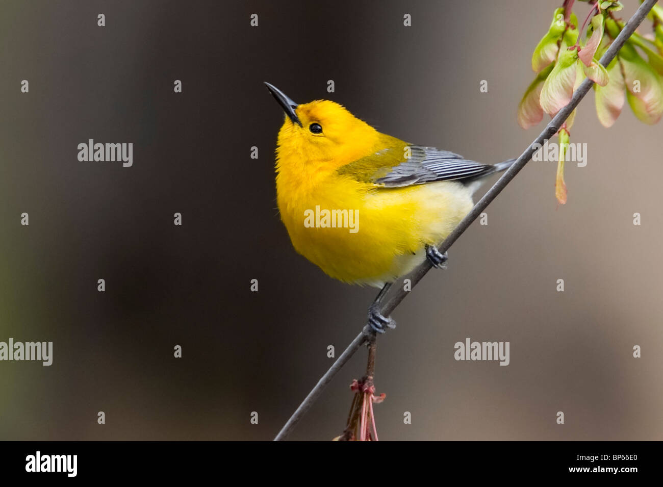 Adult Male Prothonotary Warbler Perched Stock Photo