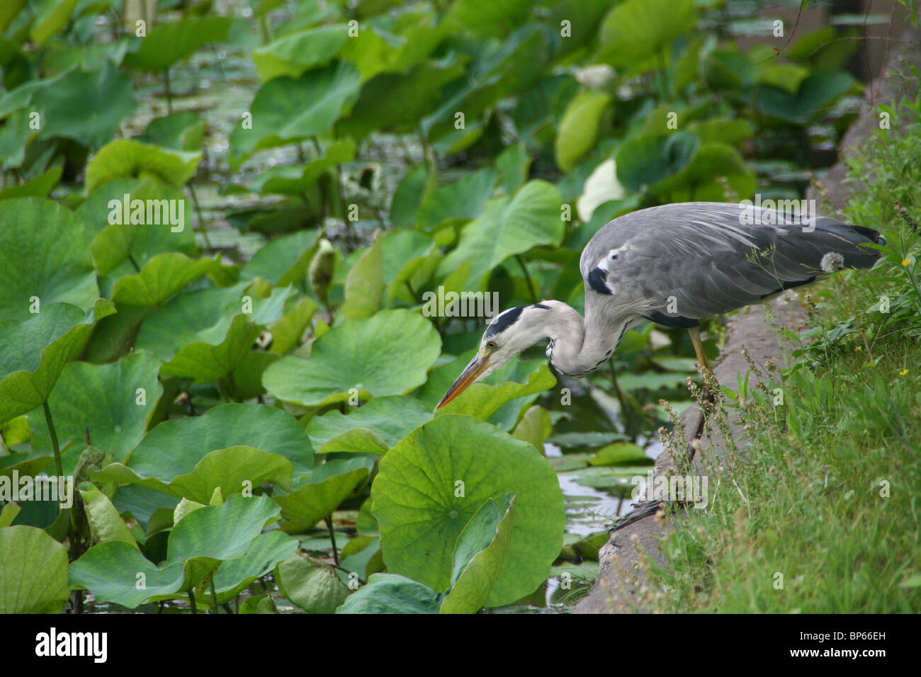 bird hunting in a lily lake Stock Photo