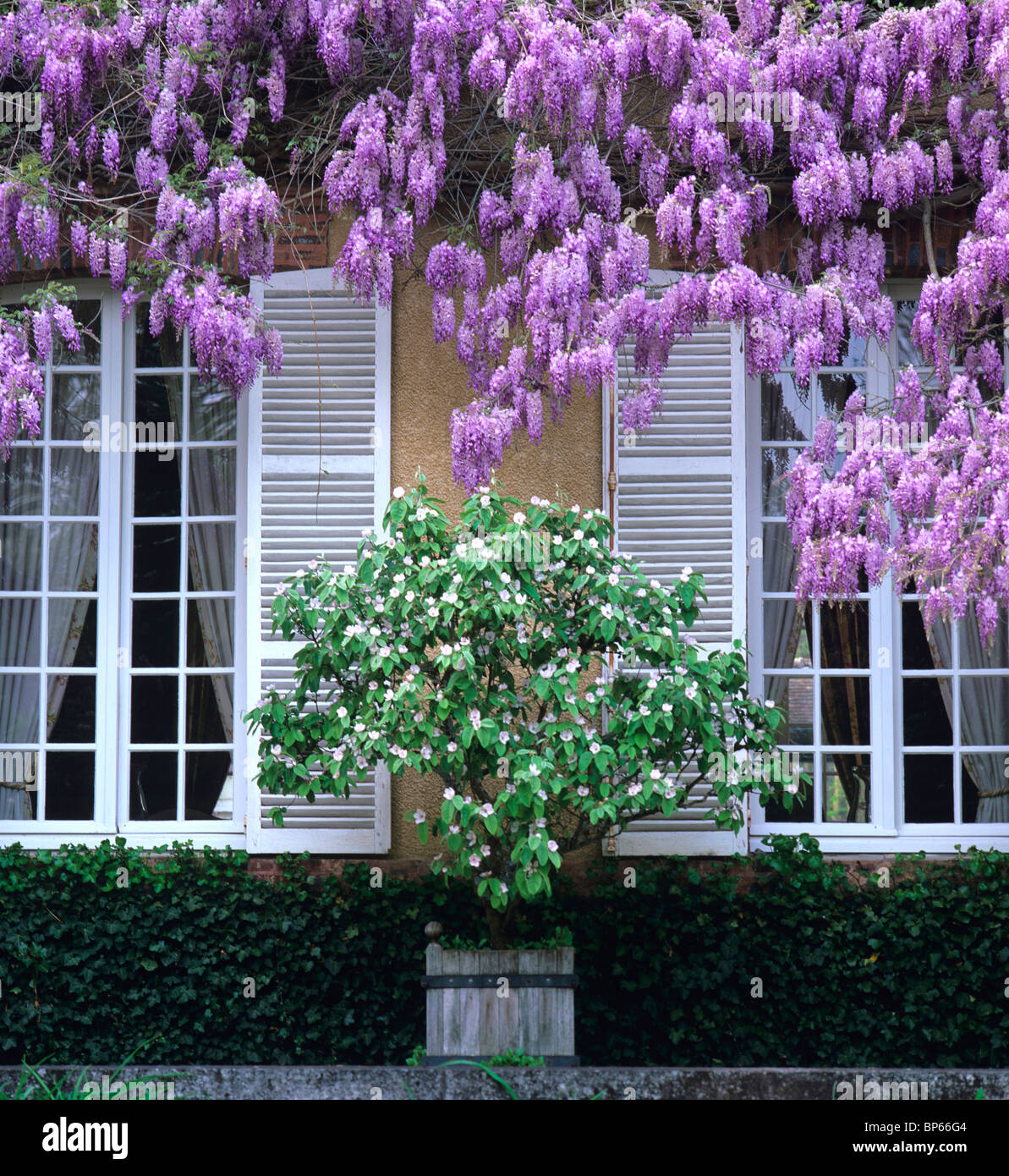 Wisteria sinensis in container hi-res stock photography and images - Alamy
