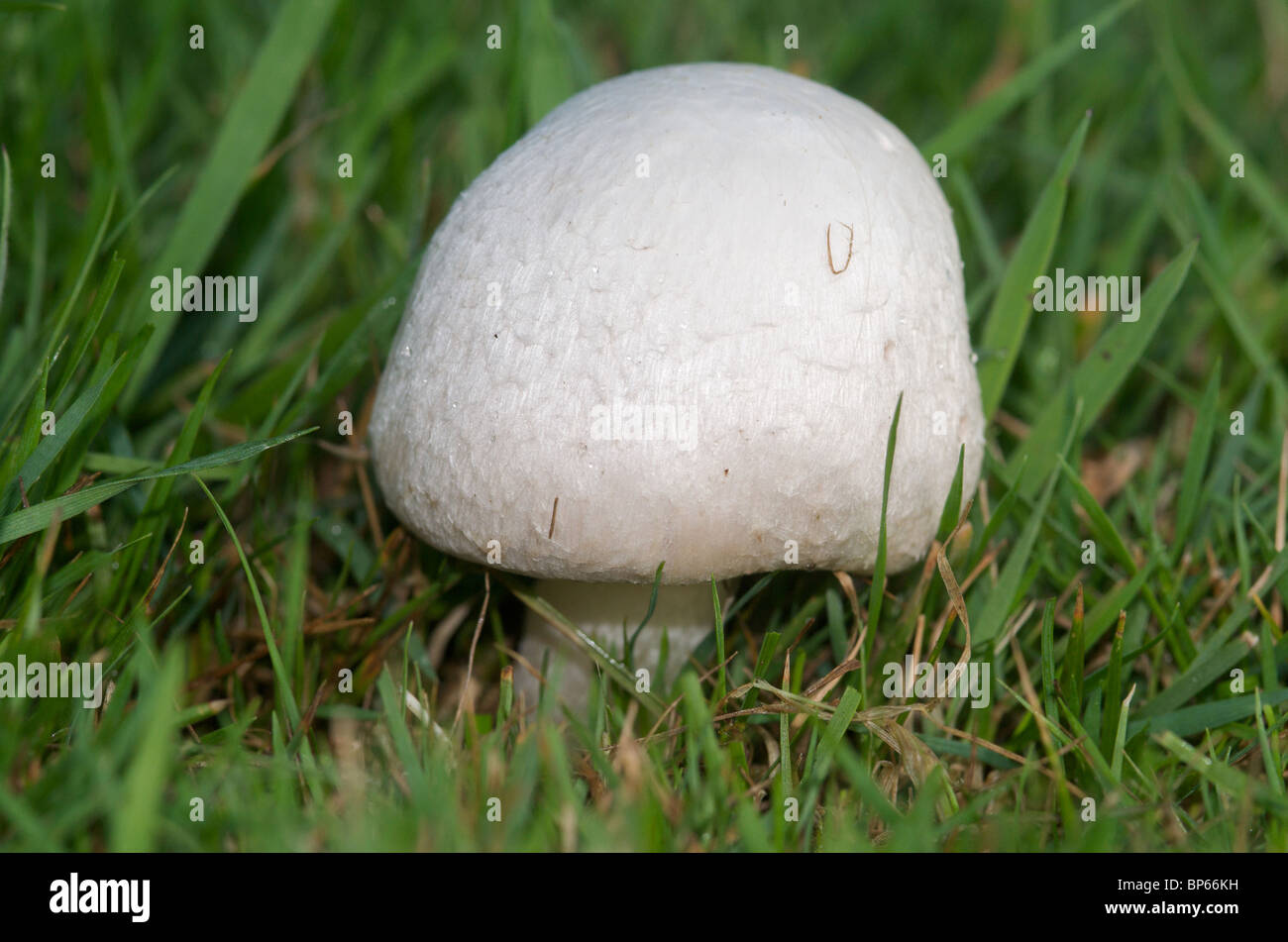Organic field or meadow mushrooms (Agaricus campestris) growing Stock Photo