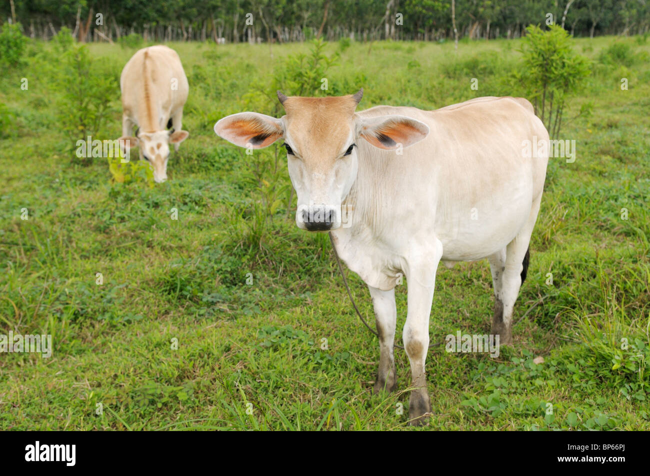 Cows in pasture, on an organic family farm, Chilamate, Costa Rica Stock Photo