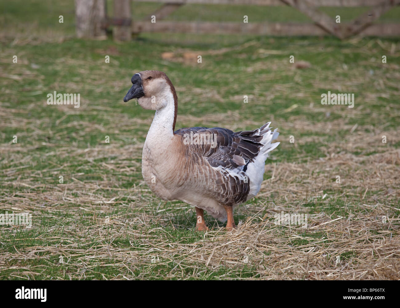 African goose with knobbed bill and dewlap Cotswold Farm Park Temple Guiting UK Stock Photo