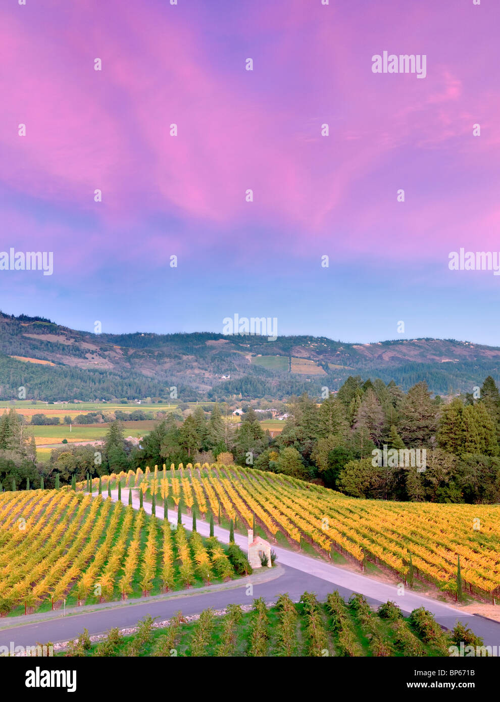 Sunset with fall colored vineyards at Castello di Amorosa. Napa Valley, California. Property relased Stock Photo