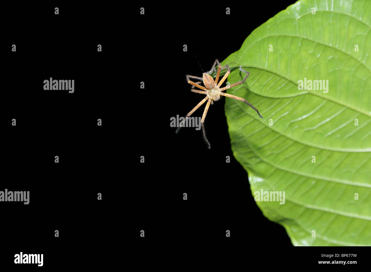 Tropical spider lowering itself from trees above via a silk dragline, rainforest, Chilamate, Costa Rica Stock Photo