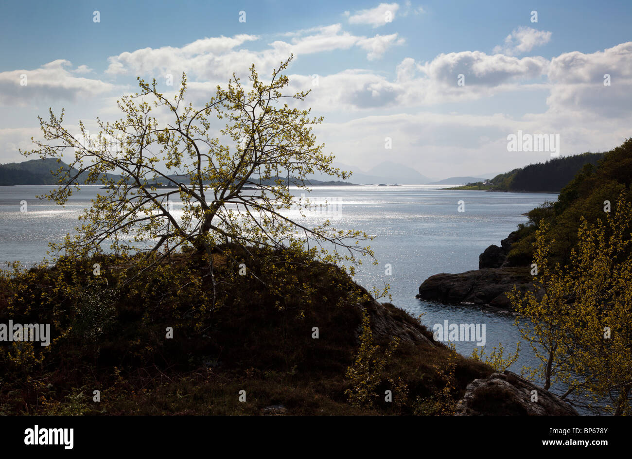 Tangled tree at Smugglers Bay Lochcarron Wester Ross Scotland UK looking towards Plockton and the Isle of Skye Stock Photo