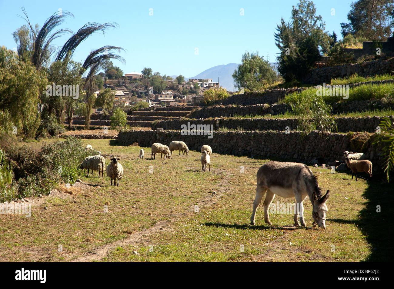 Rural scene with sheep and donkey, near Araquipa, Peru. Stock Photo