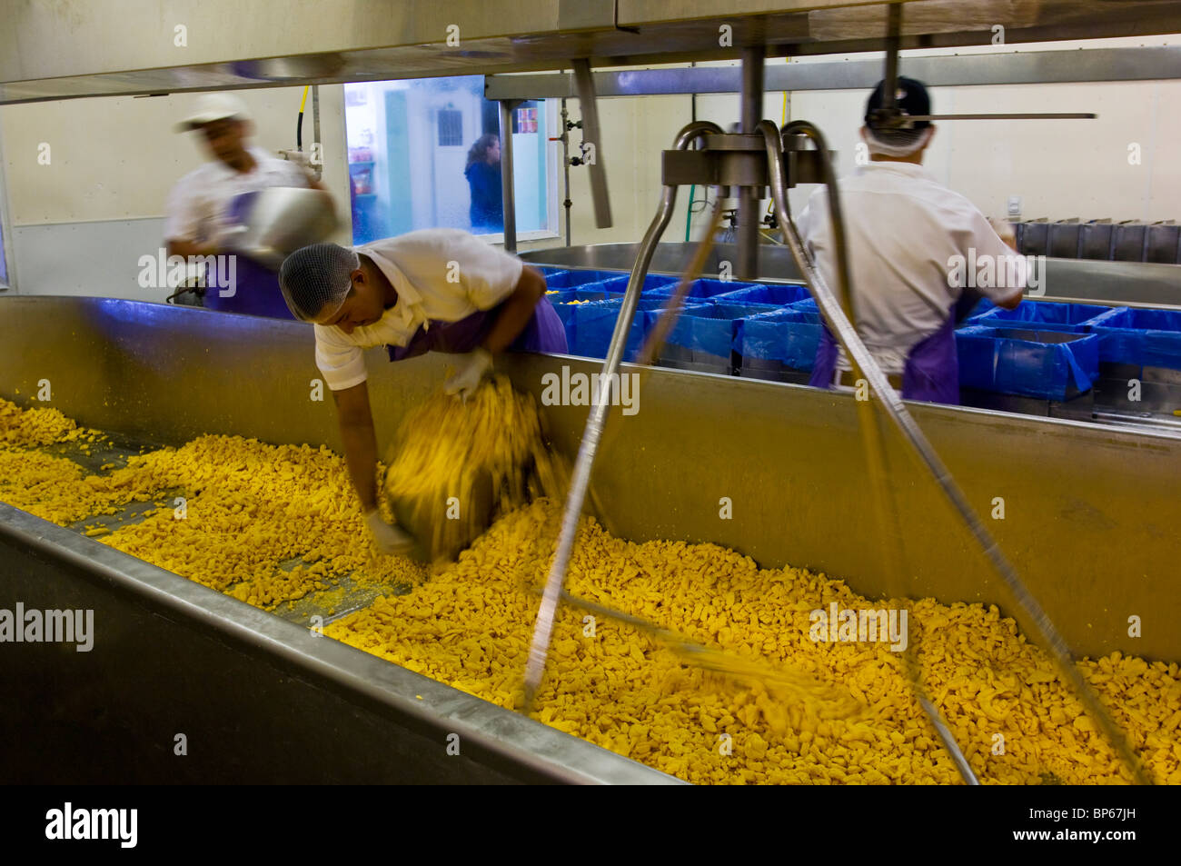 Workers pulling cheese curd out of mixer at the Loleta Cheese Factory