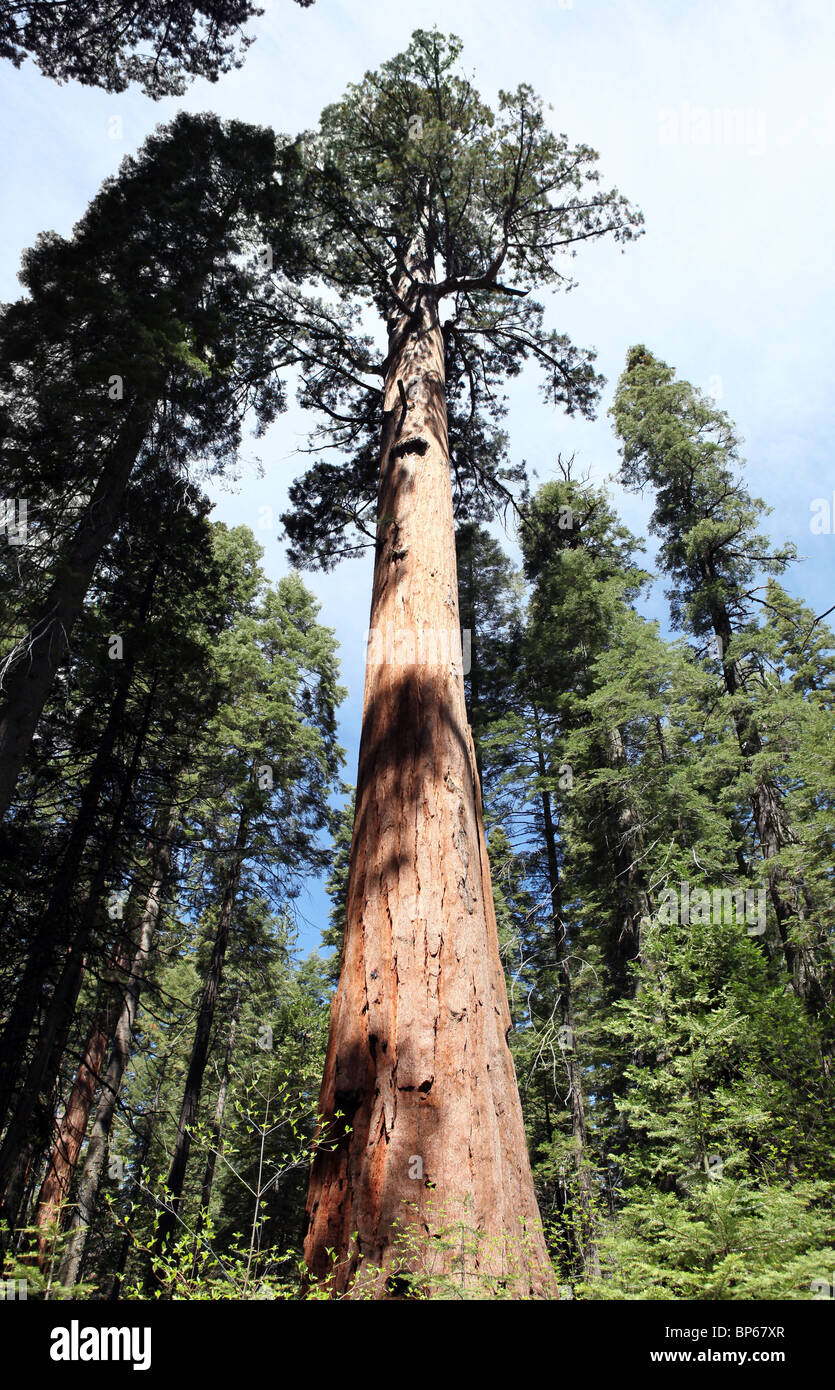 Giant Sequoia tree in California's Calaveras Big Tree Park. Stock Photo