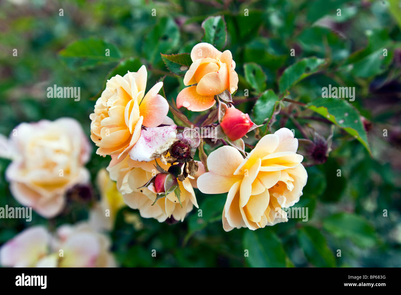 Davy S Louisiana Gardening Blog Rose Bloom Clusters