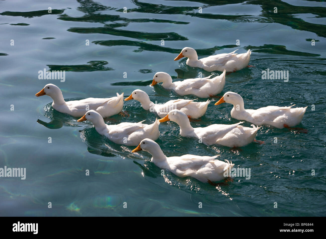 Brace of Ducks Stock Photo Alamy
