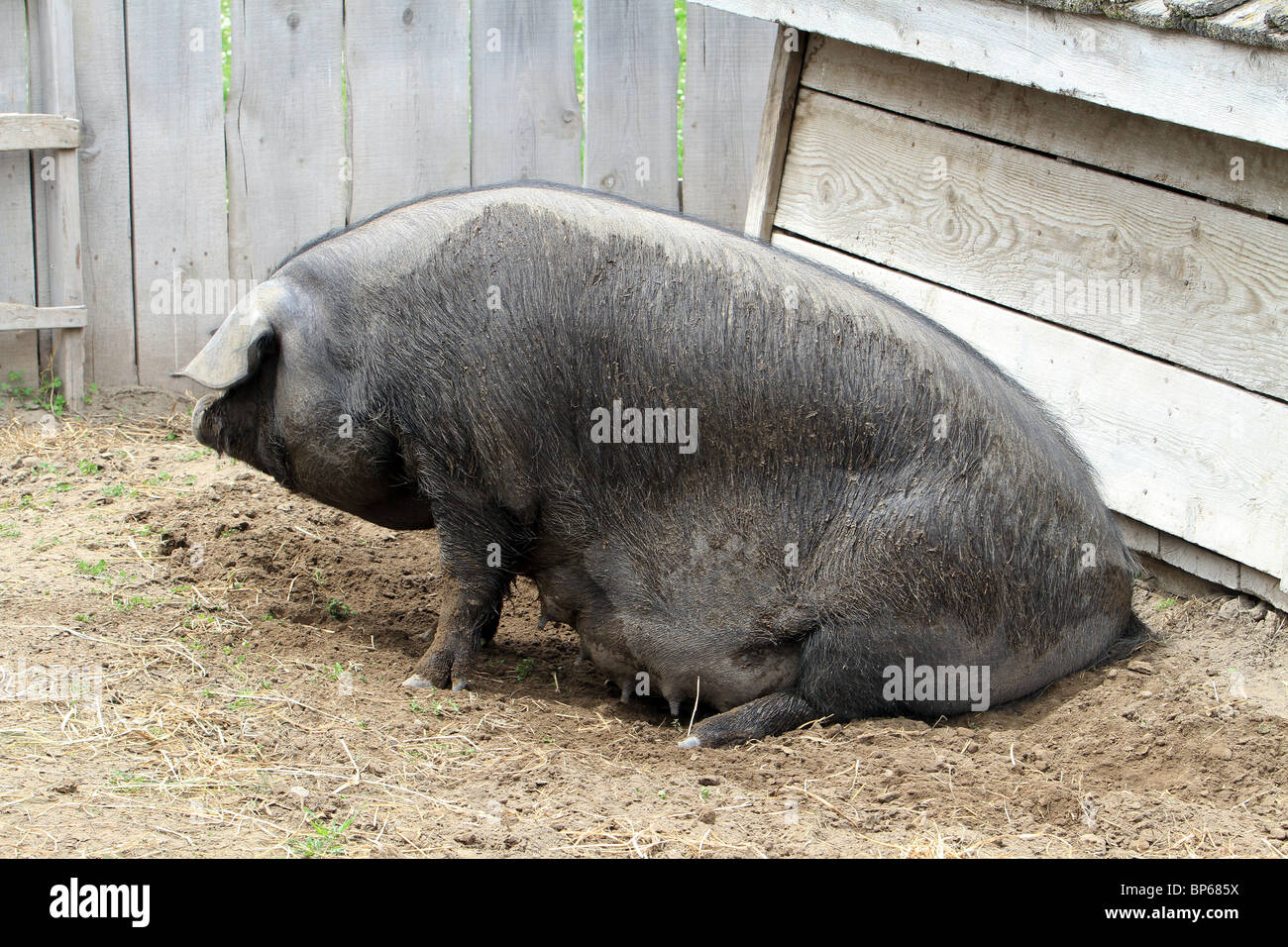 Female sow pig trying to stand up after feeding young. Very large and fat in barn yard farm or ranch. Stock Photo