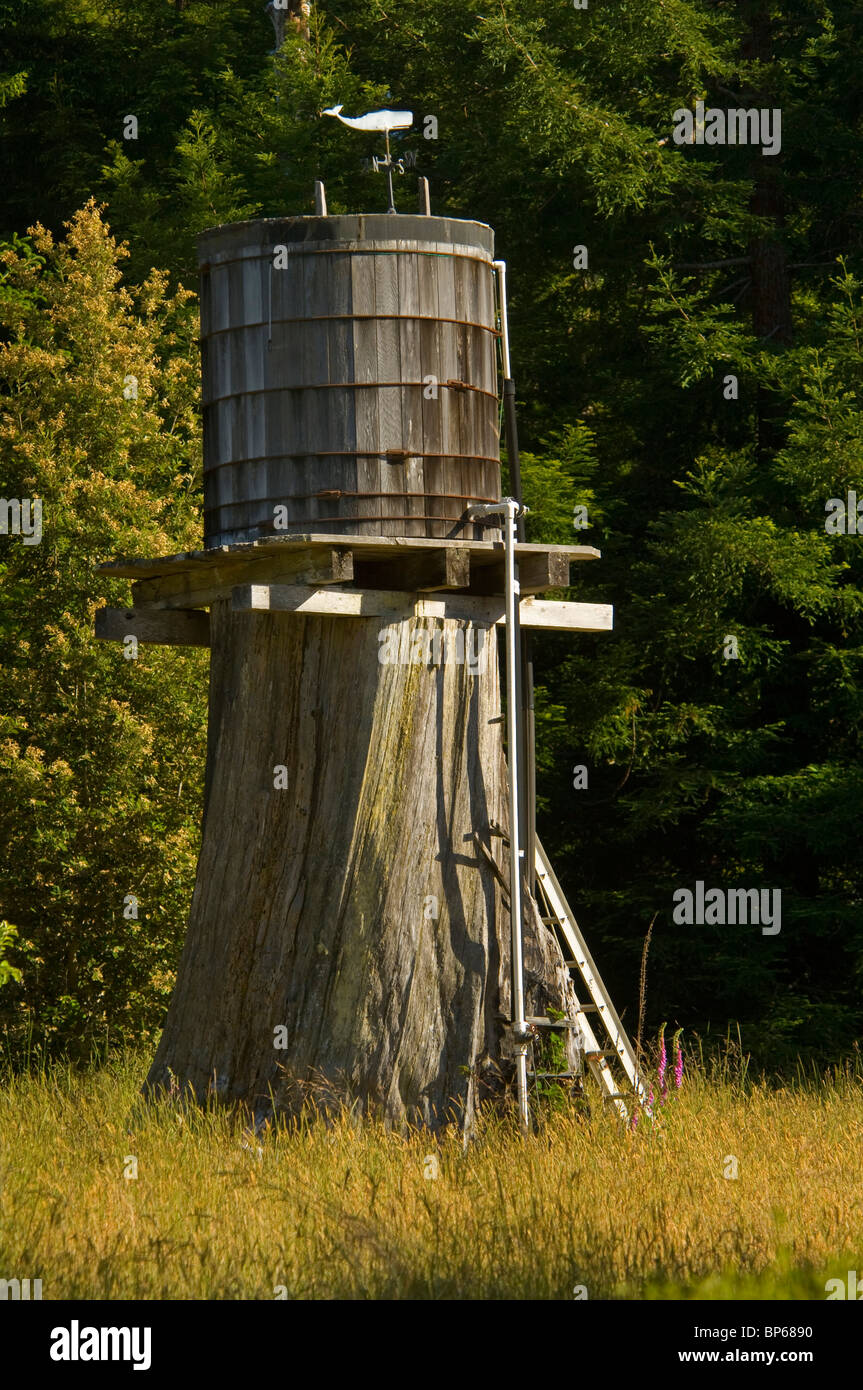 Wooden water storage tank on top of large tree stump, near Albion, Mendocino County, California Stock Photo