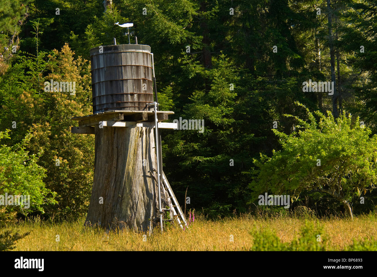 Wooden water storage tank on top of large tree stump, near Albion, Mendocino County, California Stock Photo