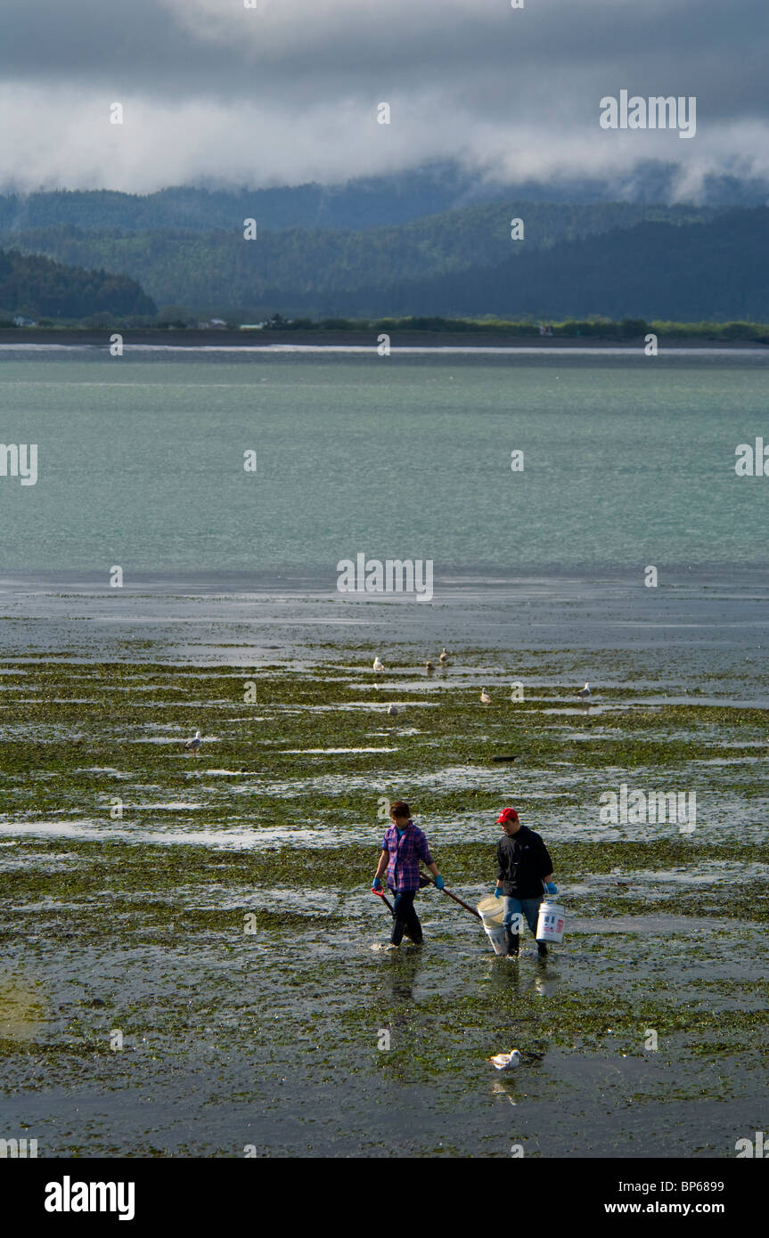 People clam digging in the tidal mud flats of Humboldt Bay, near Eureka