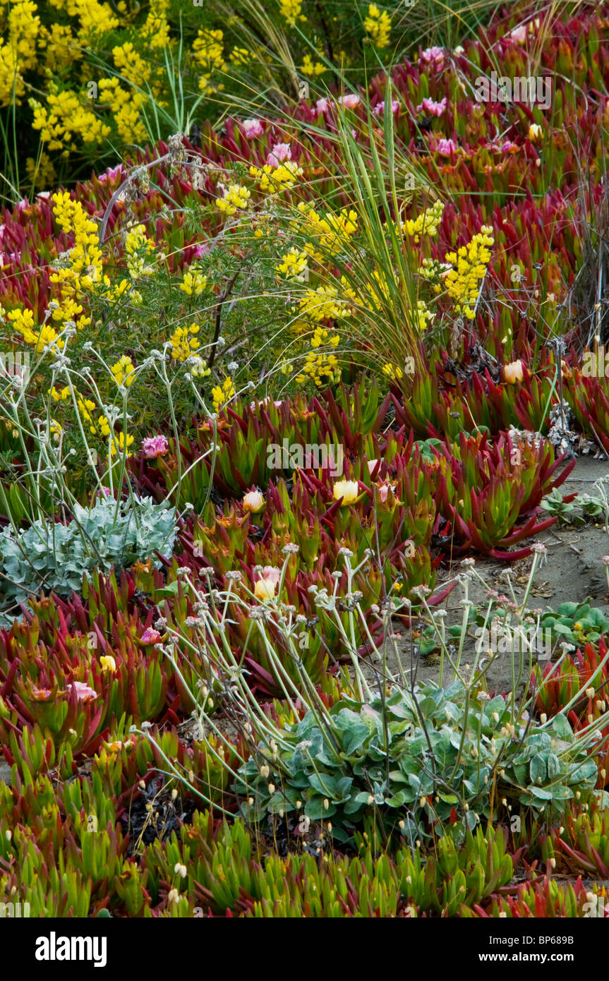 Plant and wildflowers on sand dunes at the Samoa Dunes, near Eureka ...