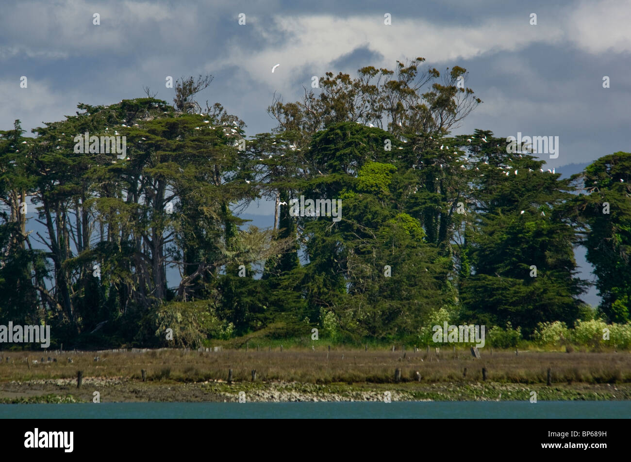 Heron Rookery bird nests in trees on Indian Island in Humboldt Bay, near Eureka, California Stock Photo