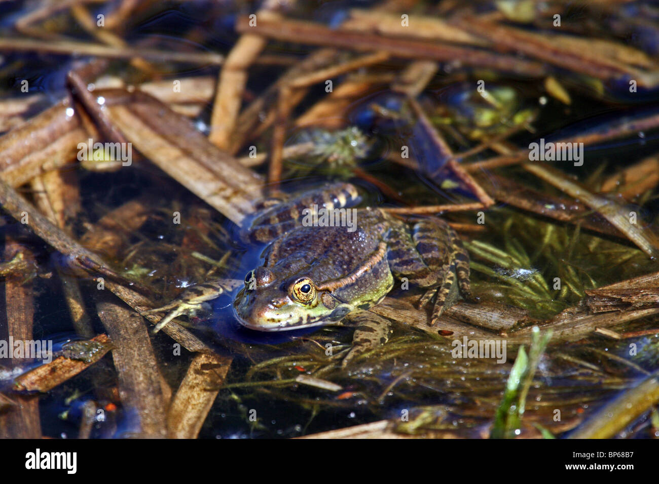 Marsh Frog (Pelophylax ridibundus) - introduced to UK Stock Photo