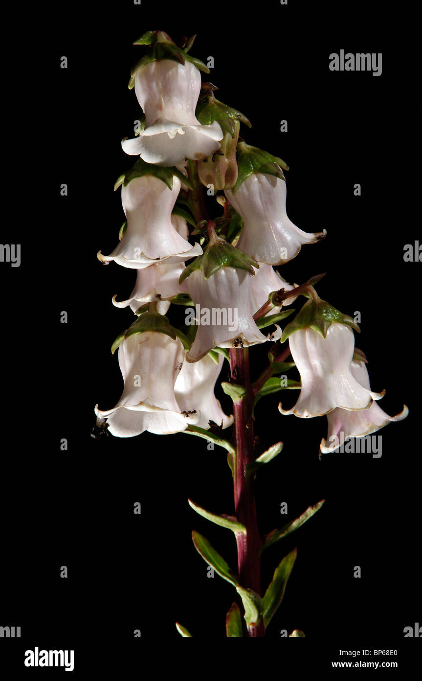 Azorina vidalii endemic plant Stock Photo