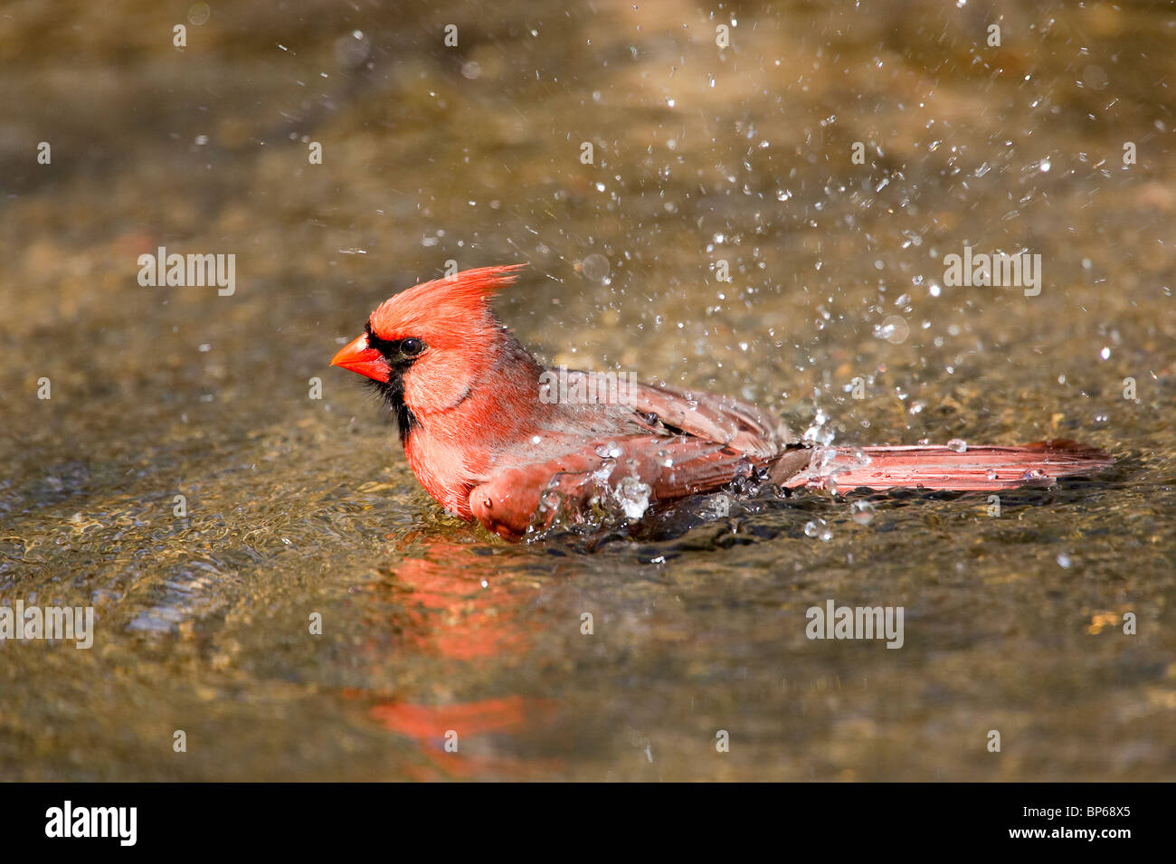 Adult Male Northern Cardinal Taking a Bath Stock Photo