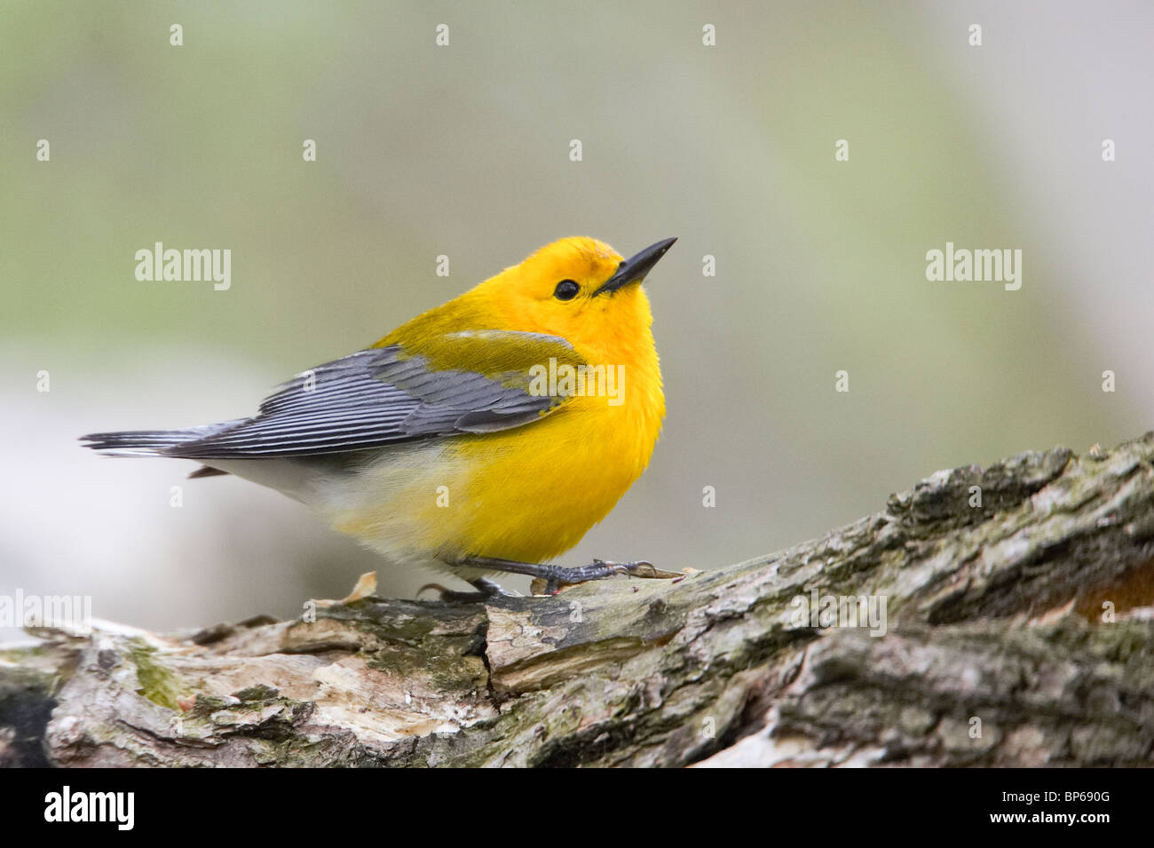 Adult Male Prothonotary Warbler Perched Stock Photo
