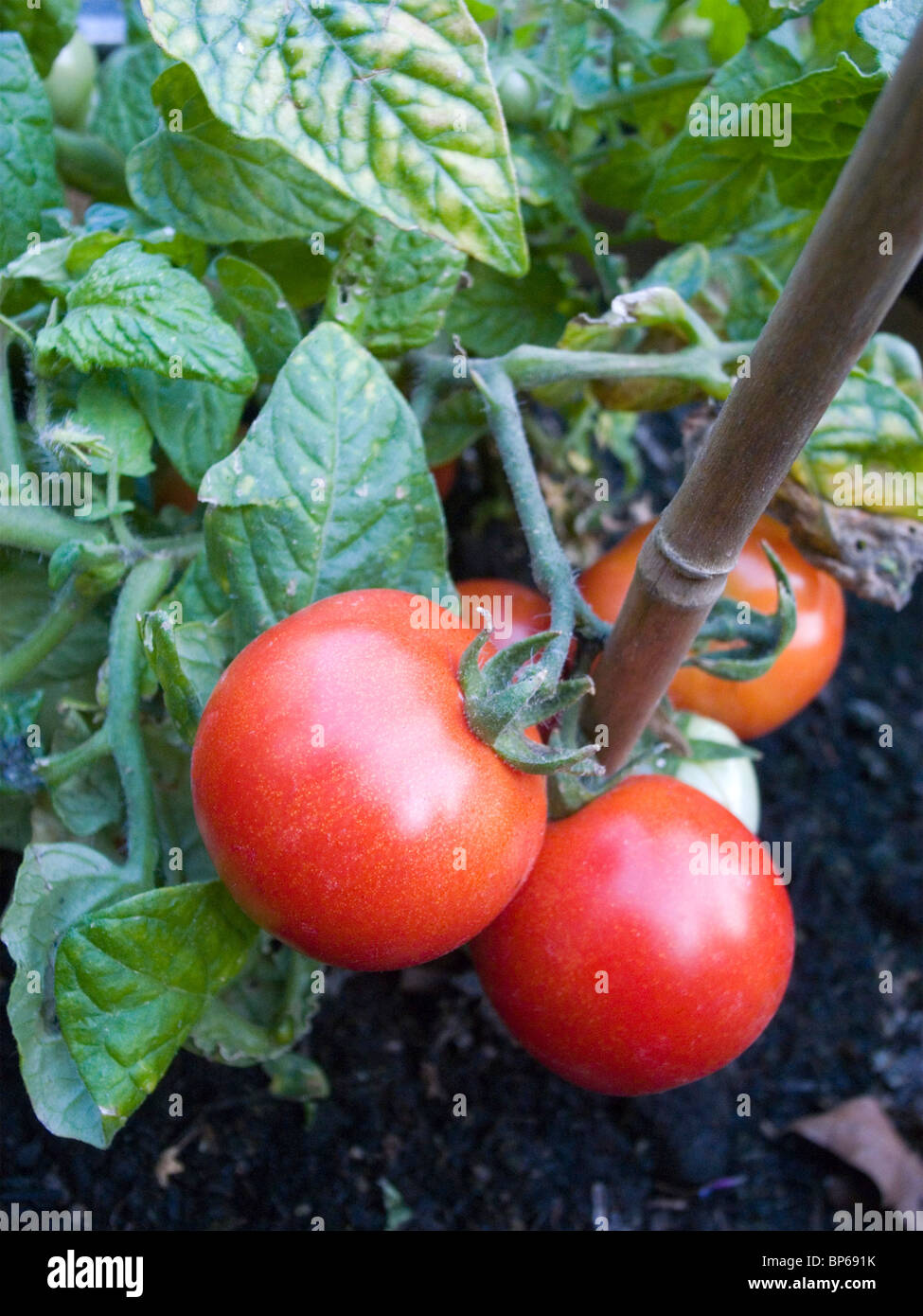 Home-grown organic tomato plant Stock Photo