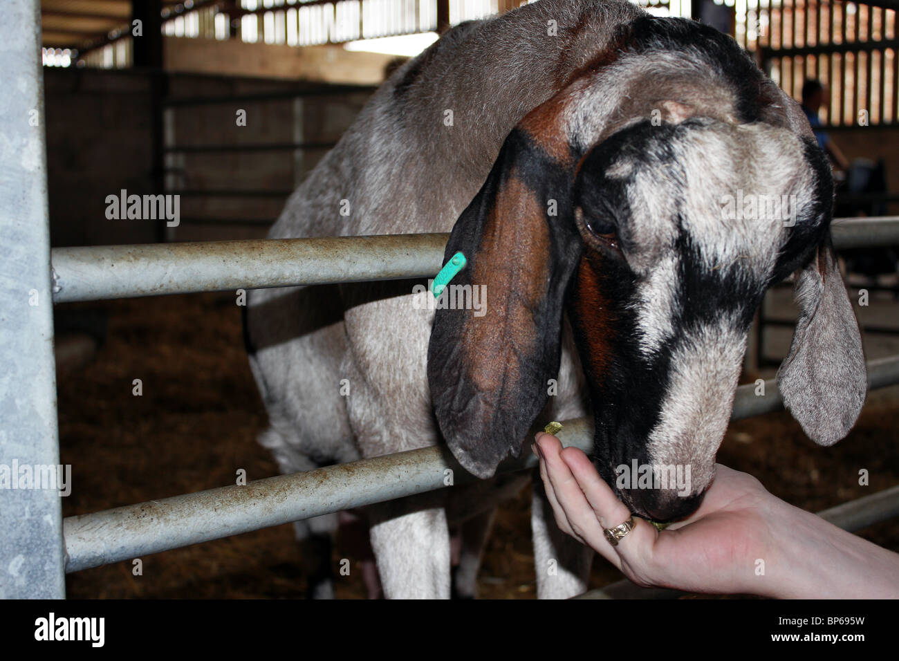 Feeding farm animals Stock Photo Alamy