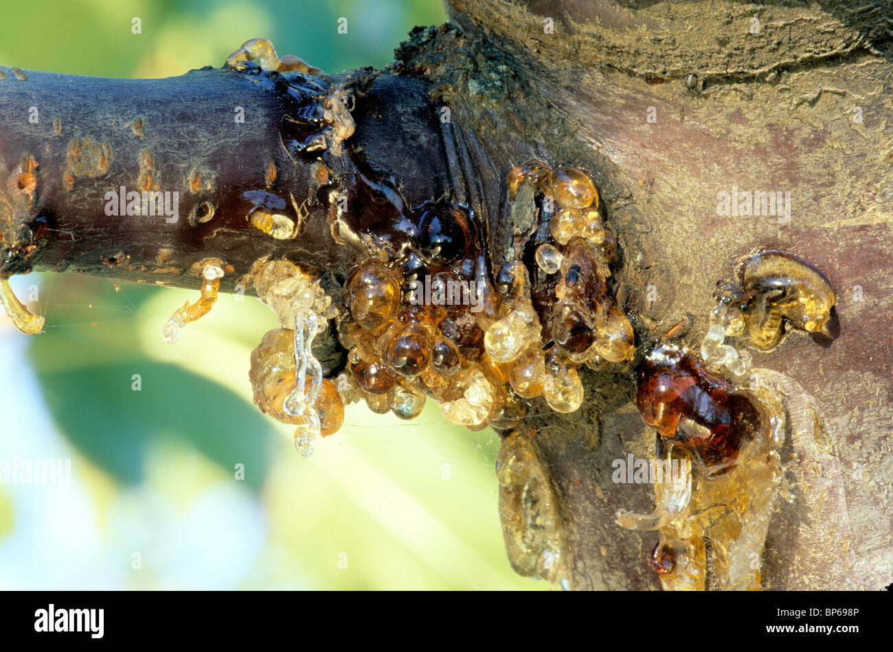 Bacterial Canker, Bing Cherry. Stock Photo