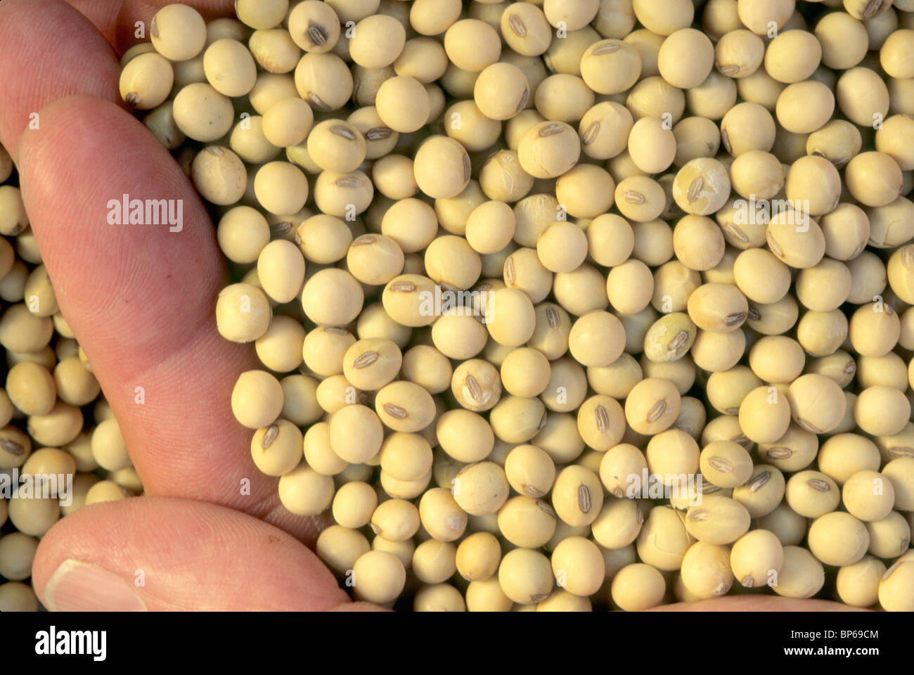Roundup ready soybeans hires stock photography and images Alamy