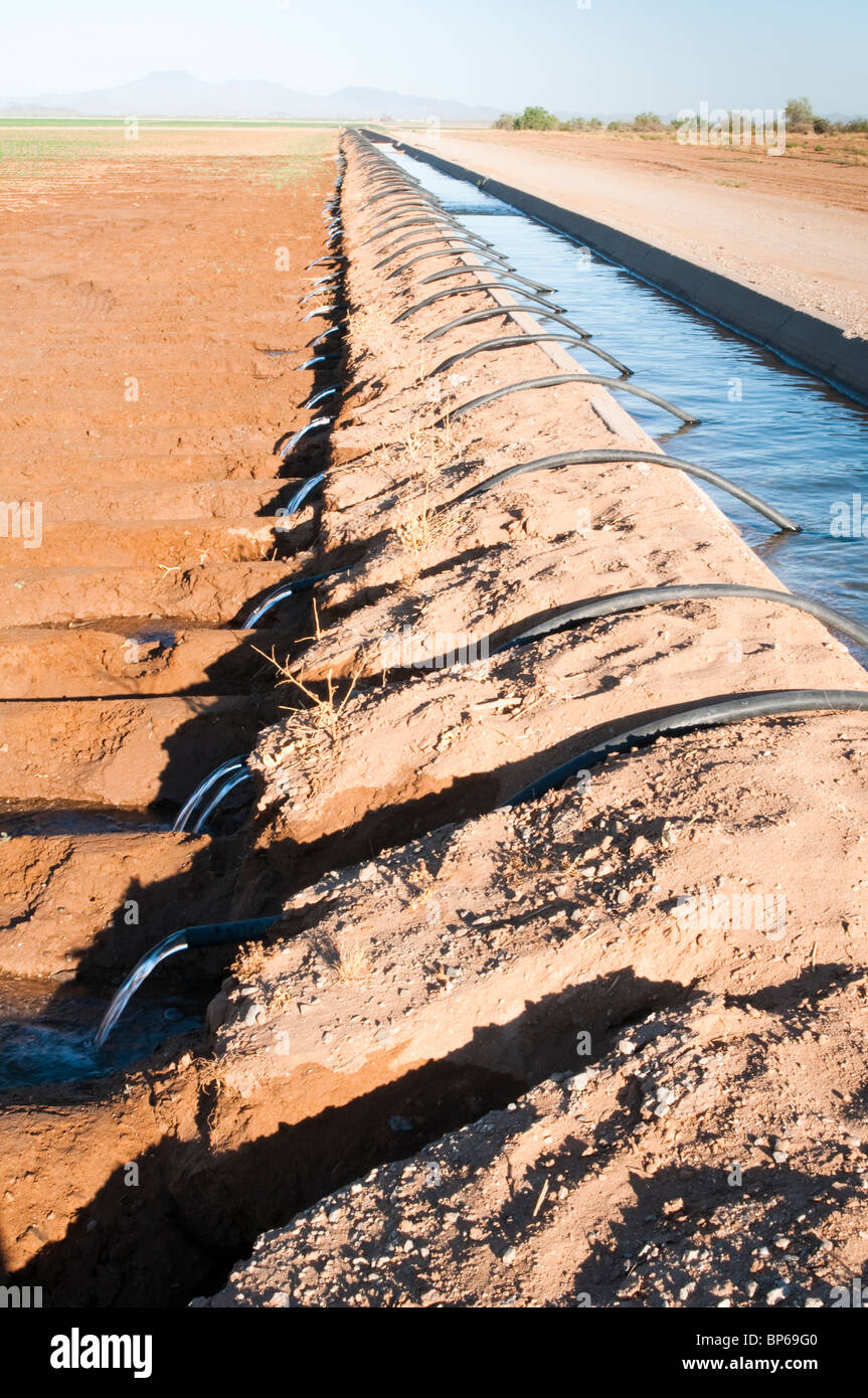 Siphon tubes are used for surface flood irrigation of a field in Arizona. Stock Photo