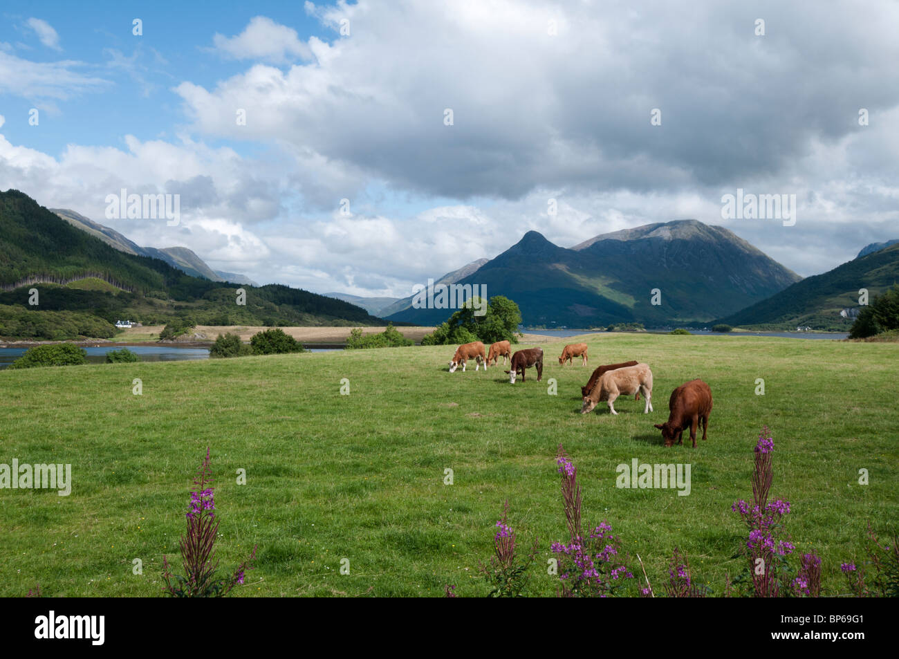 Glencoe cows grazing Stock Photo - Alamy