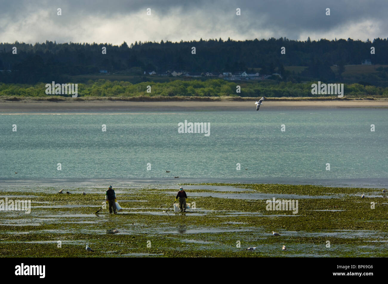 People clam digging in the tidal mud flats of Humboldt Bay, near Eureka, California Stock Photo